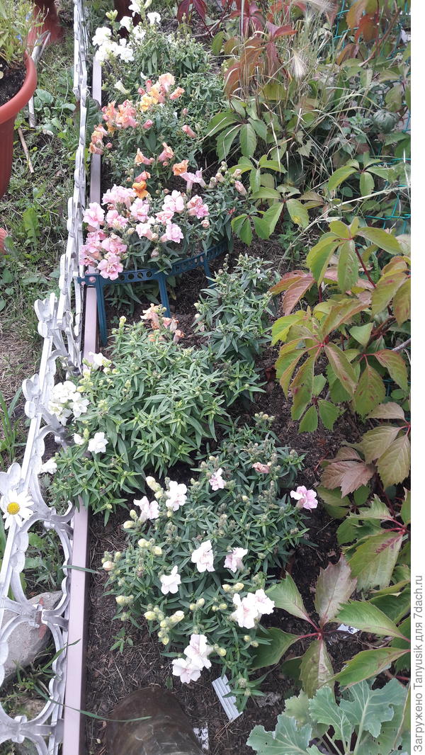 Эти зацветают второй раз. Первые, отцветшие, отрезала.