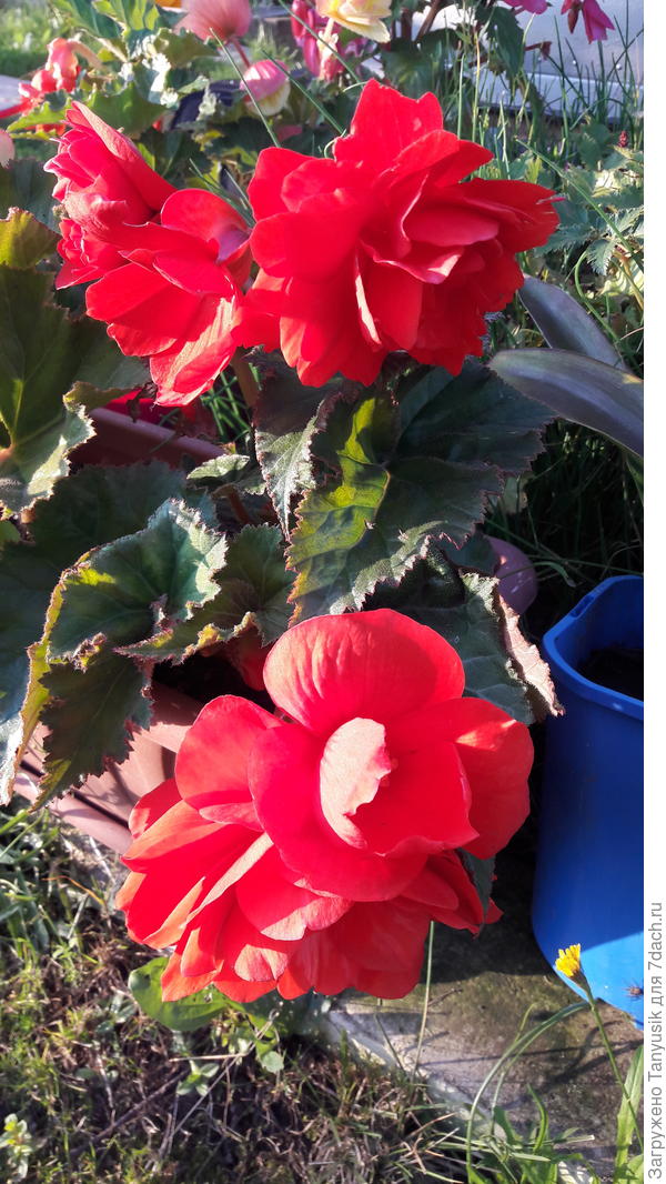 Уже много лет не выкапывала. Даже не знаю, какого размера там клубни.