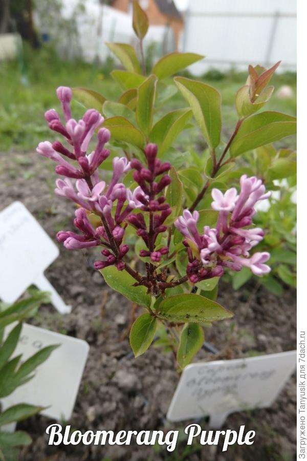 Цветет малышка Bloomerang Purple (ремонтантный сорт сирени Мейера). Еще даже не пересажена на постоянное место из горшочка Р9.