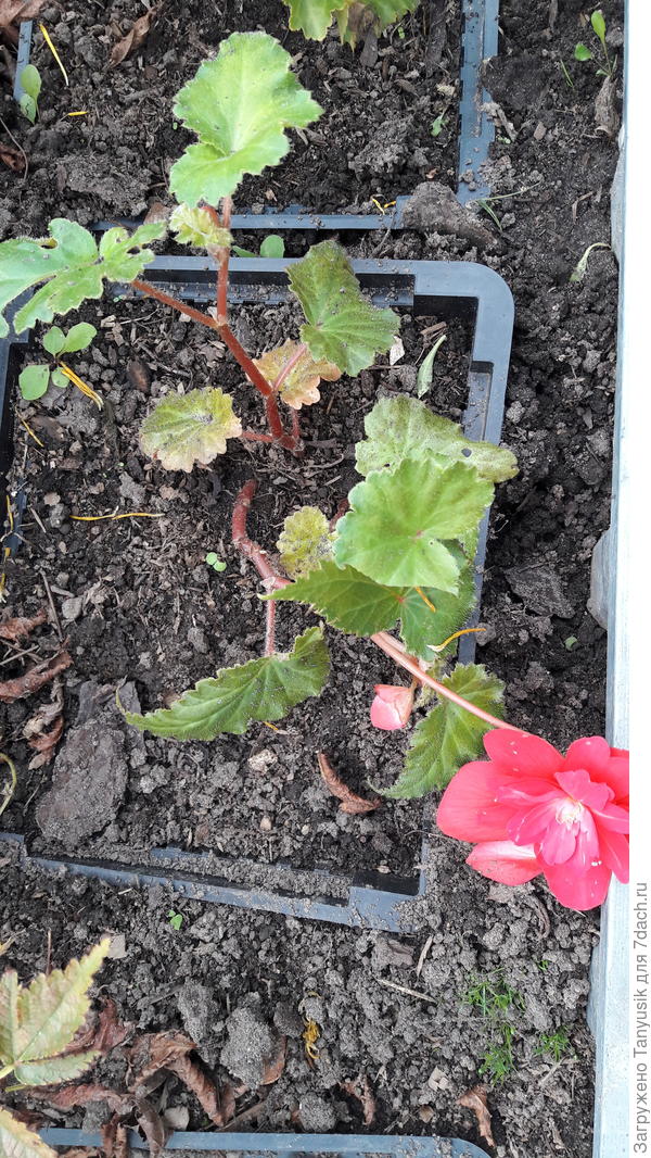 Наверно, эти начеренкованные. Сидят отдельно.