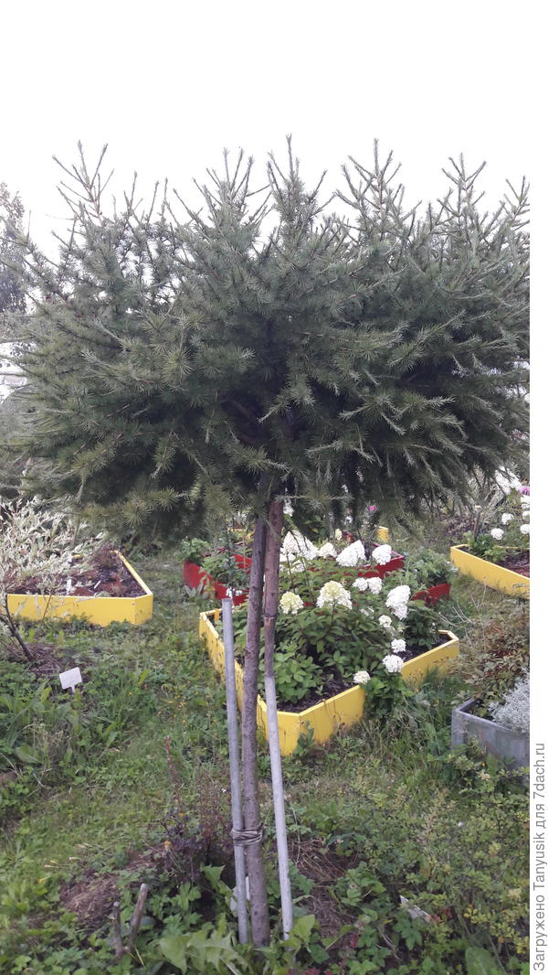 В лиственнице- тоже маленькая птичка. Ее саму не видела, а птенчики пострадали, когда во время урагана дерево согнулось до земли, гнездышко с птенцами выпало...