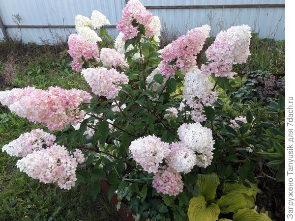 Моя Ванила Фрайз.