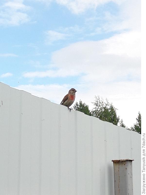 А это сам хозяин. Сидит рядом на заборе, возмущается. Я долго не могла понять, что ж это птичка так волнуется, когда я рядом с елкой работаю.