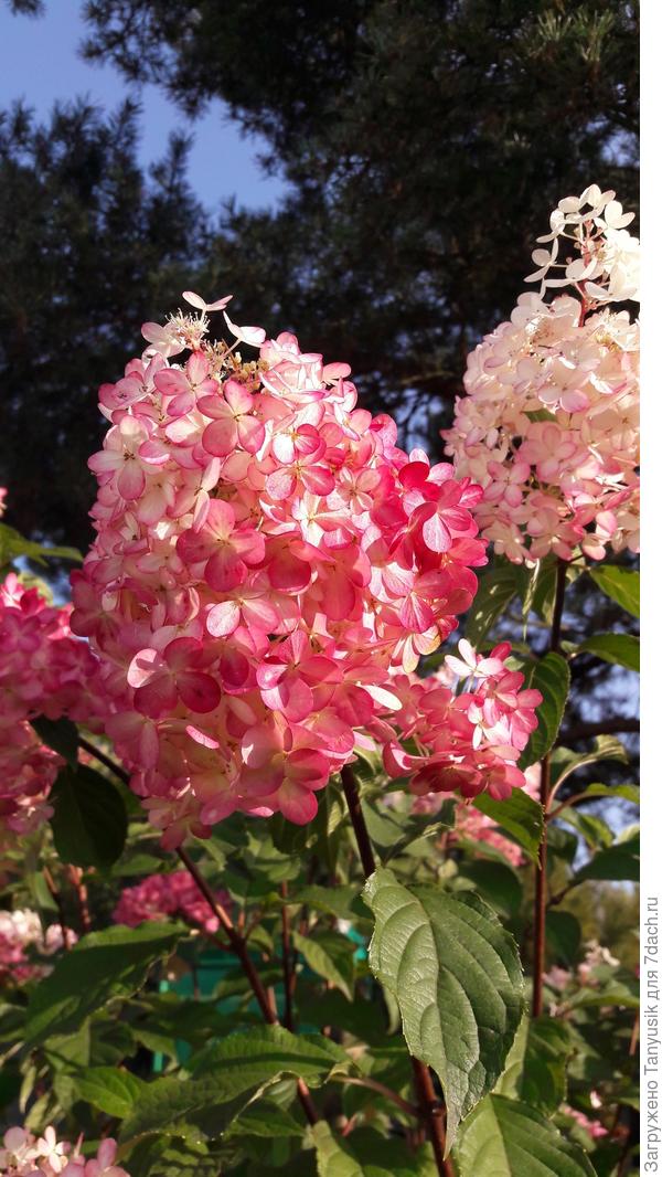 Это она попозже так окрасилась.