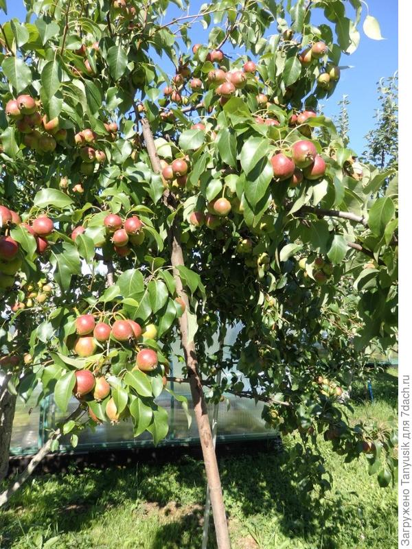 Отрадненская с подпорками.