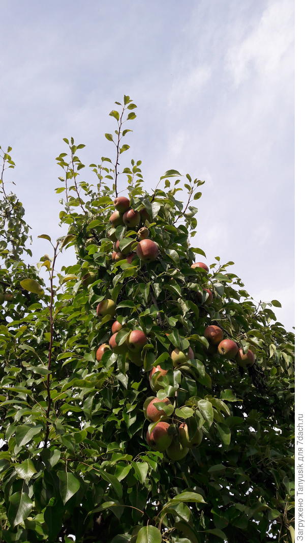 Ветки ломаются от урожая. Волчки прут со страшной силой. Удалять их нереально.