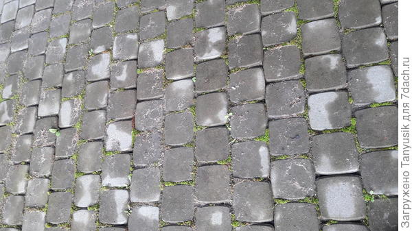 Вместо травы первым делом появляется мох.