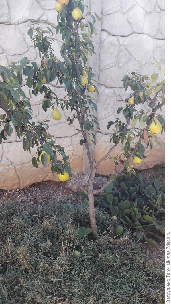 Такая маленькая, а уже с плодами. И на земле много было. Вкусные!