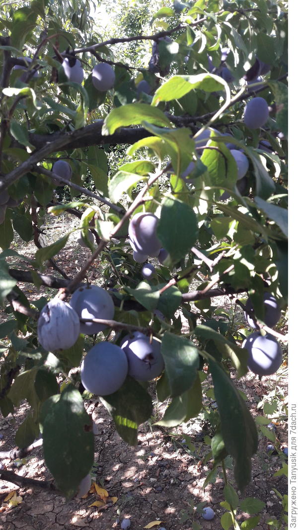 Крупные и не червивые.