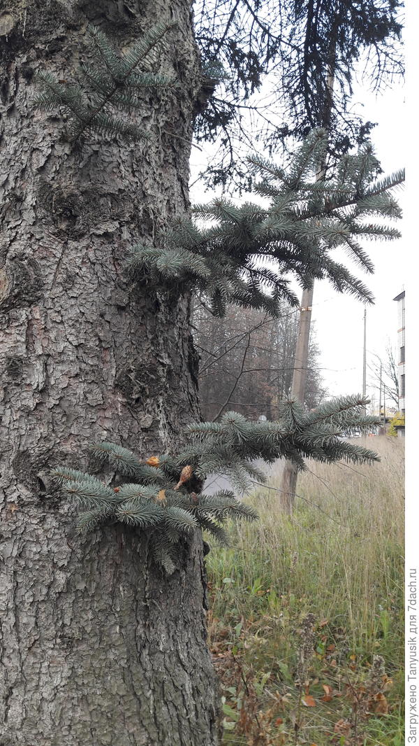Вот такие веточки отрасли за 2 года.
