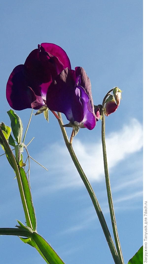 Рванул в небеса. Огромный. Аромат - мммм! Прекрасно стоит в срезке.