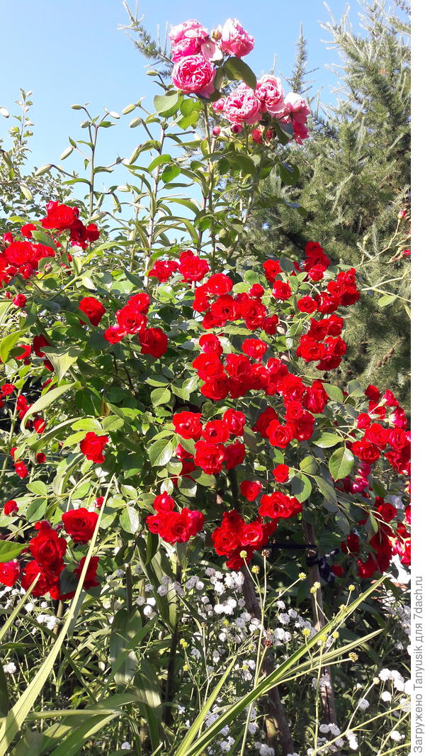 Скарлет и Леонардо.