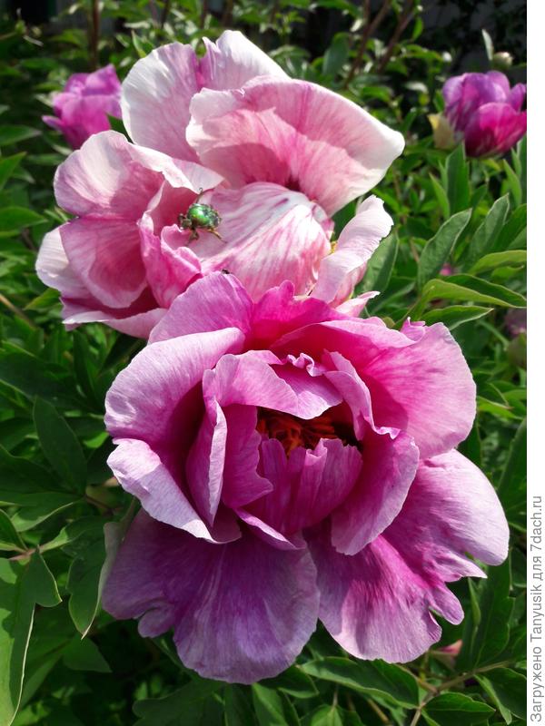 Врата Храма