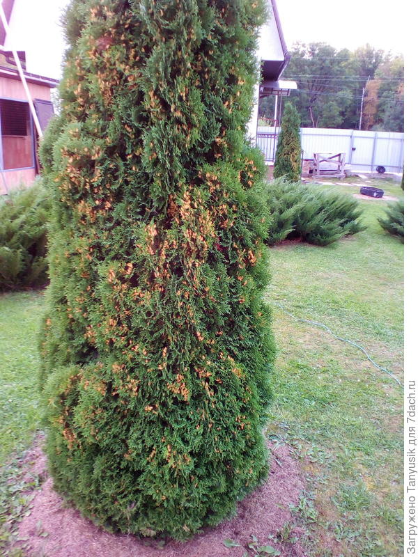 Туя с шишками
