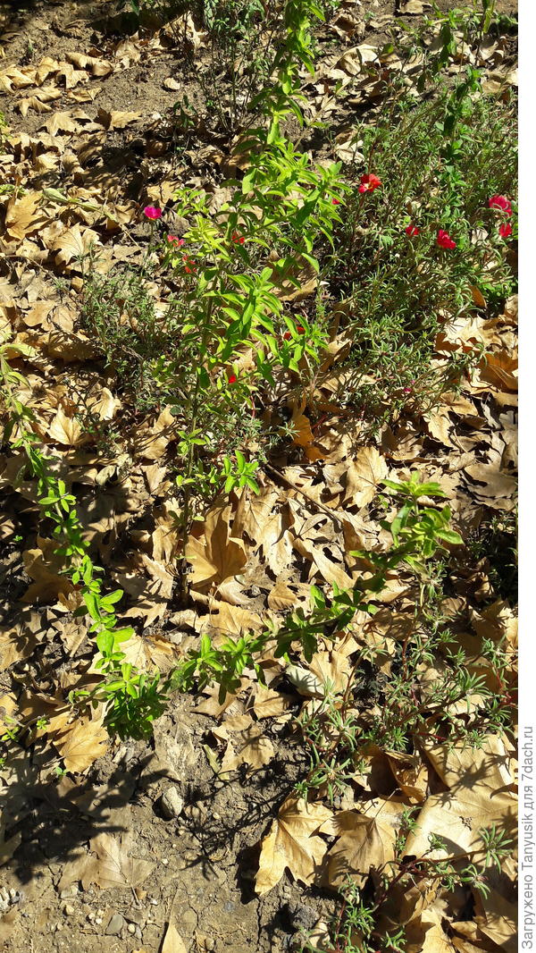 Так растет стевия в саду.