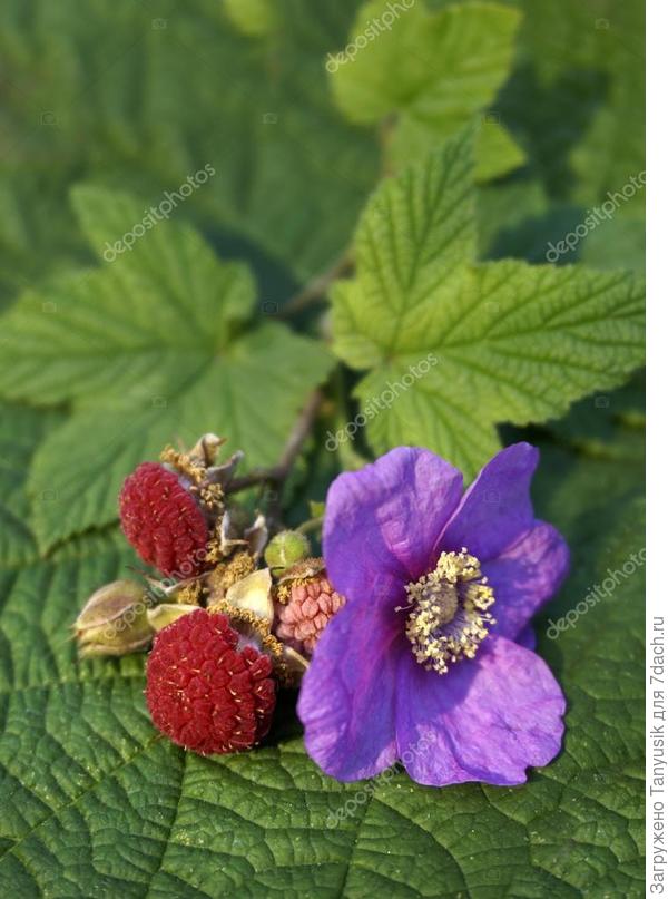 Ягоды безвкусные. Я неоднократно пробовала.