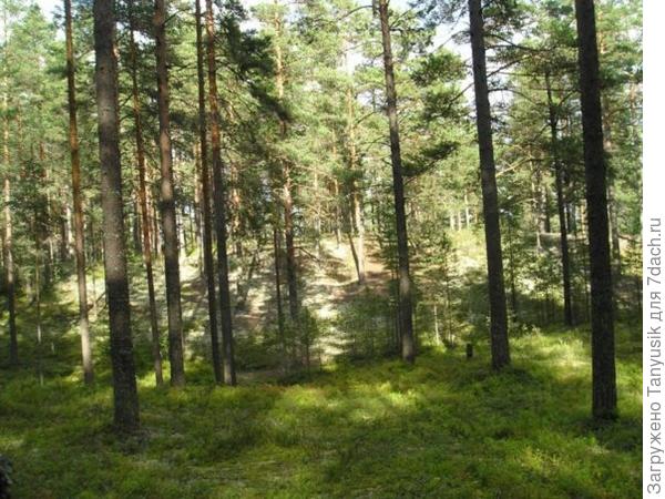 Сопки в Орехово