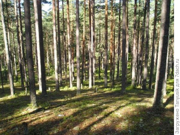 В Орехово. Там так здорово! Сопки, поросшие вереском и белым мхом и шоколадные боровички... Вау!