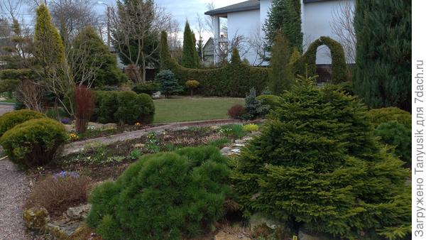 Сад Марковского. Та же живая изгородь из туй на заднем плане.