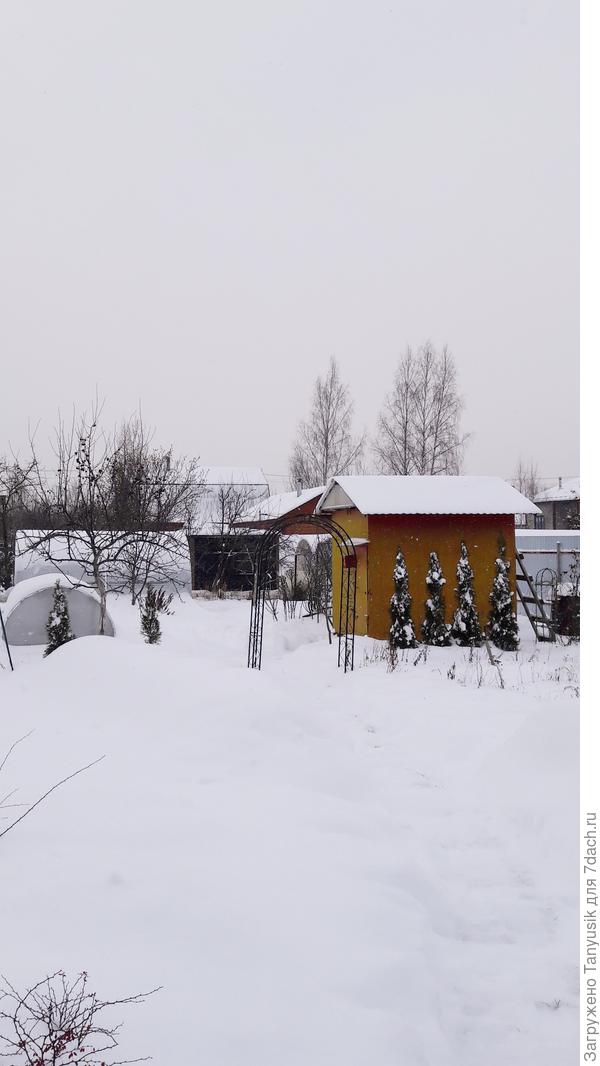 На участке мы сами тропинки прорыли... Туи-солдатики, призванные задекорировать сарай. Обратите внимание на их высоту, весной сравним. Они реально зимой растут!