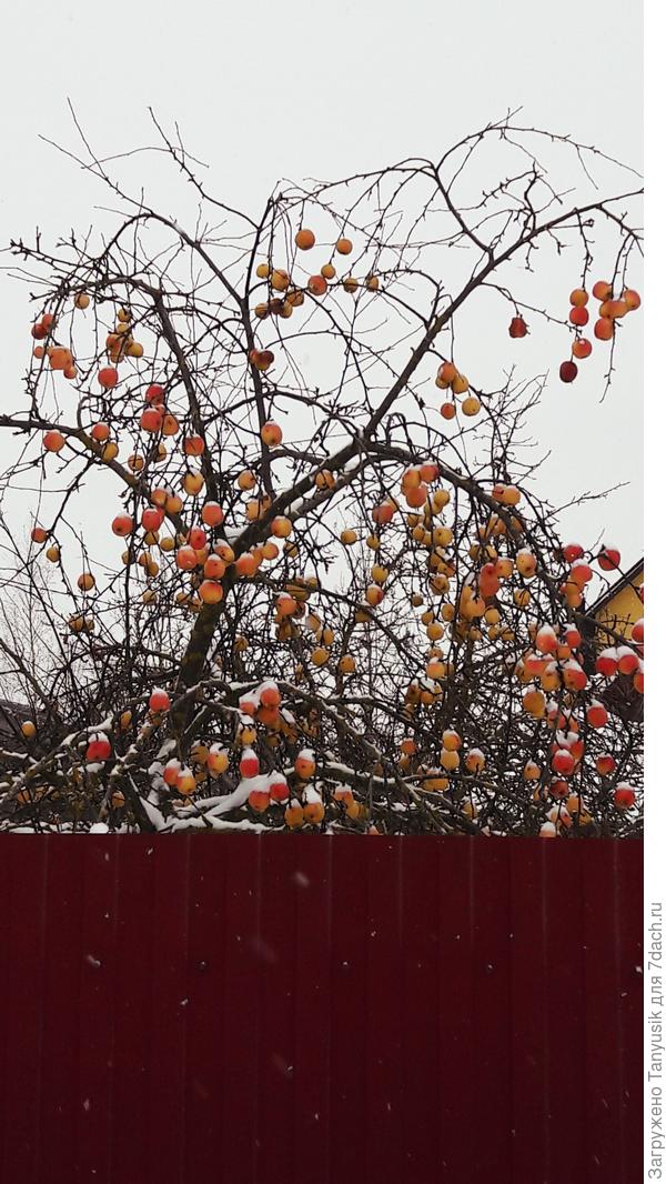 Кто-то яблоки не собрал. Получились оригинальные &quot;елочные шарики&quot;.