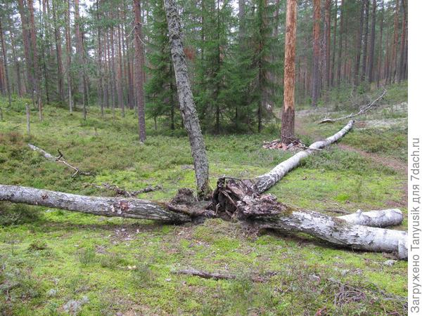 Это пучок из 5 берез был нашим ориентиром на пути к озерам.