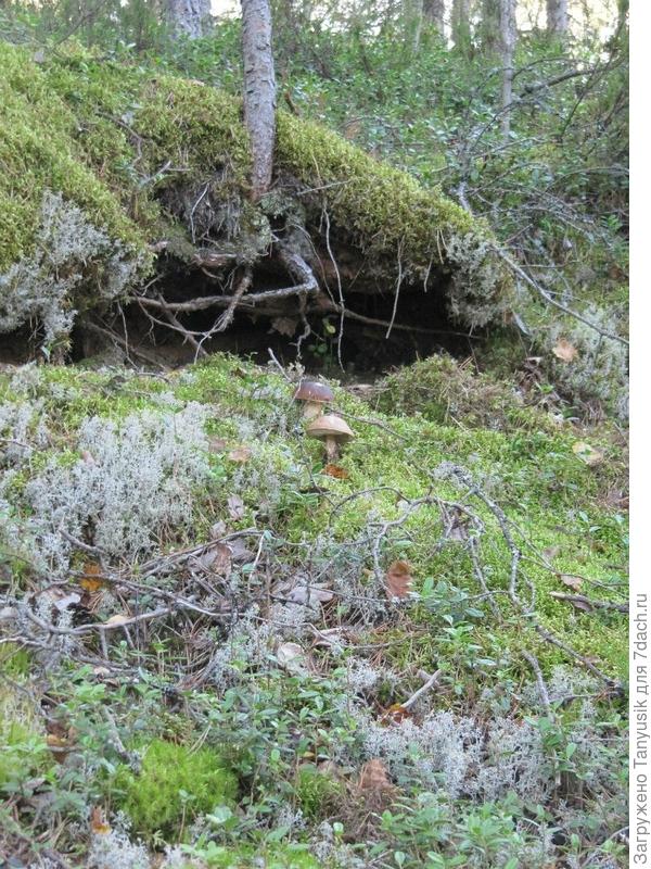 Как хорошо, что лес просмтривается, и грибы видны издалека!