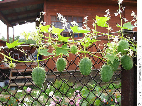 Эхиноцистис.