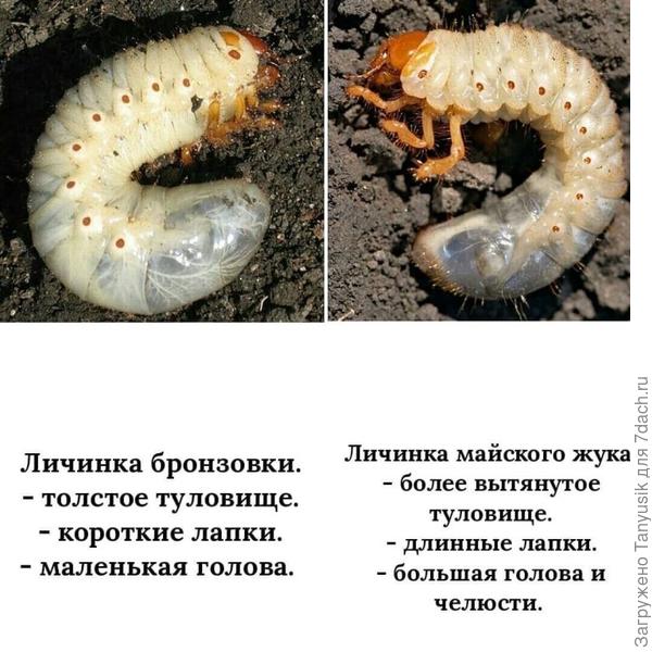 Учитесь различать!