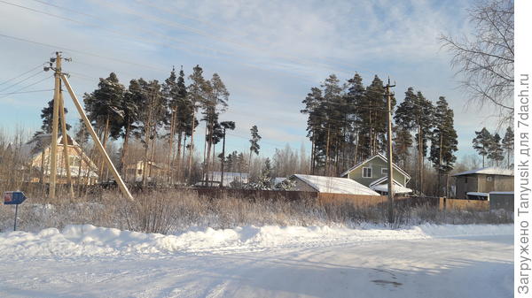 По-моему, опасно оставлять такие большие сосны на участке.