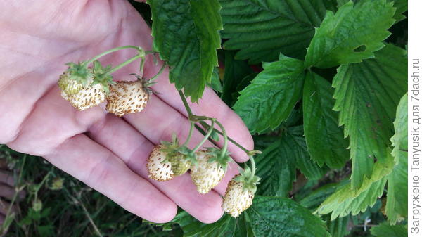 Если перезрелая ягодка этой землянички упадет на землю, то на следующий год могут вырасти очень много сеянцев-)) У меня вокруг взрослых кустиков - ковер малышей. Весной буду рассаживать.