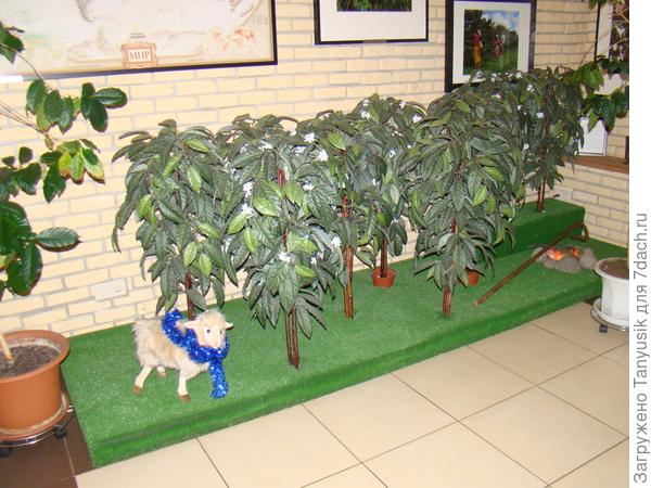 Танцующая овечка в зарослях кофейных деревьев (тоже фото из того же музея)