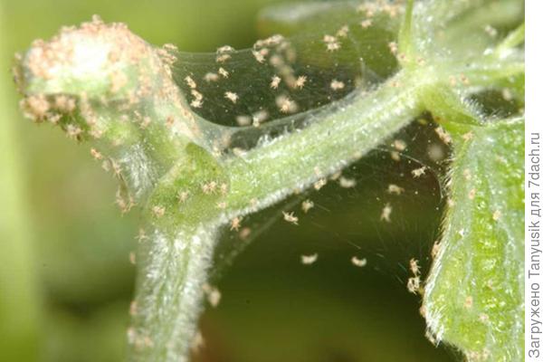 паутинный клещ