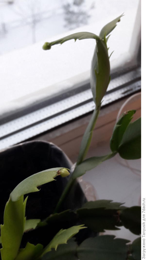 Бутончики на малыше.