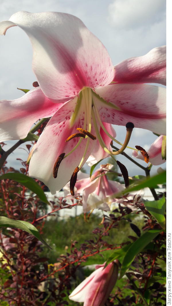 Могу любоваться на нее часами, не отрывая взгляда!