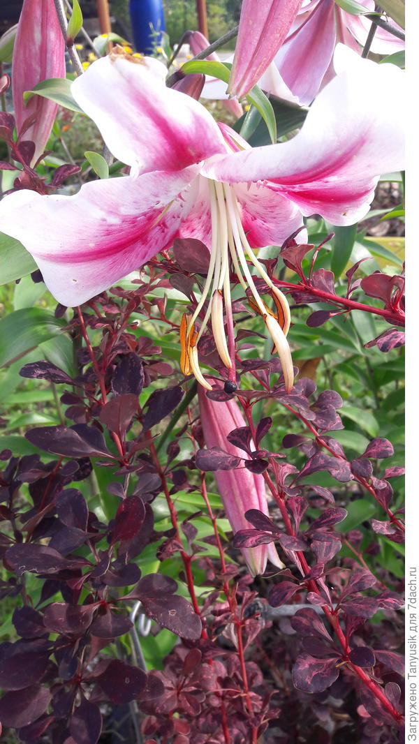 Рядом поселился замечательный сосед - барбарисик. Удачное сочетание по цвету!