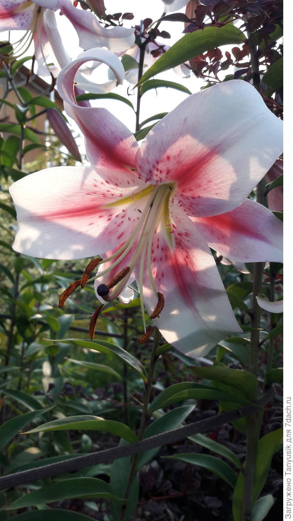 Прекрасная Анастасия как юная девушка