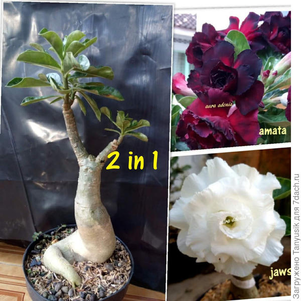 А можно привить разного цвета на один каудекс...