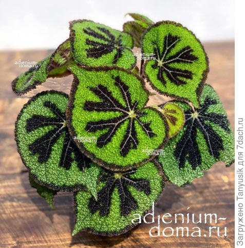 Вот такую попробую вырастить.