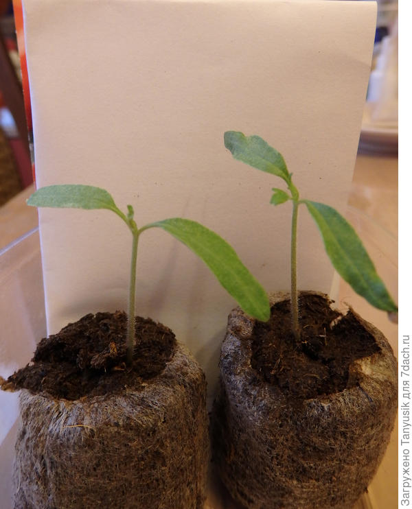 17 марта первый настоящий листик.