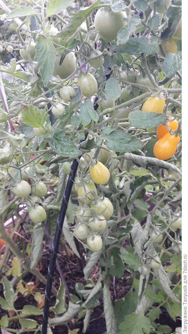 Первый финик созрел 23 августа