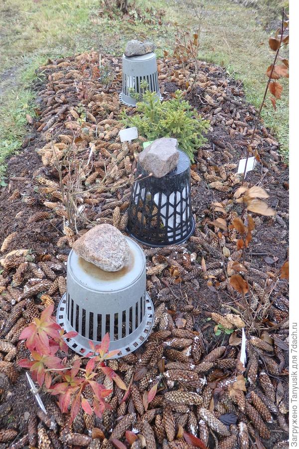 В одном ряду с другими хвойными, которые на зиму закрывала корзинами от ожогов