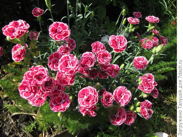 Это она же в 2015 г.