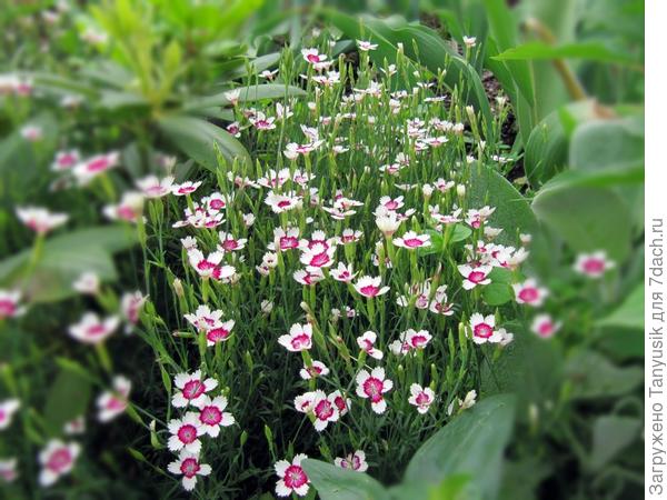 Моя гвоздичка в 2012 г.