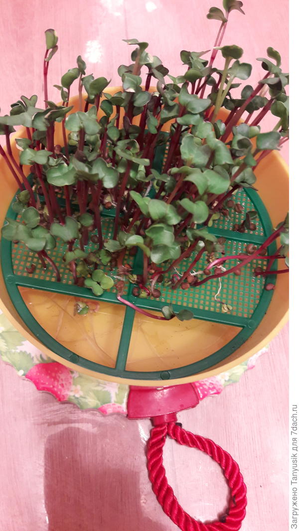 Я в таком контейнере выращиваю. Семян из одного пакетика хватит на 2 раза.