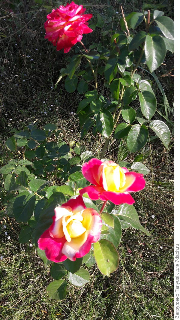 Пульман Ориент Экспресс 15.07.2021 г.