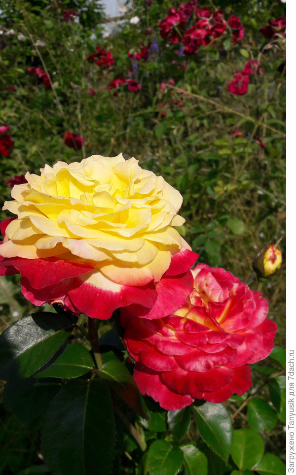 Яркая двухцветная роза &#39;Пульман Ориент Экспресс&#39;