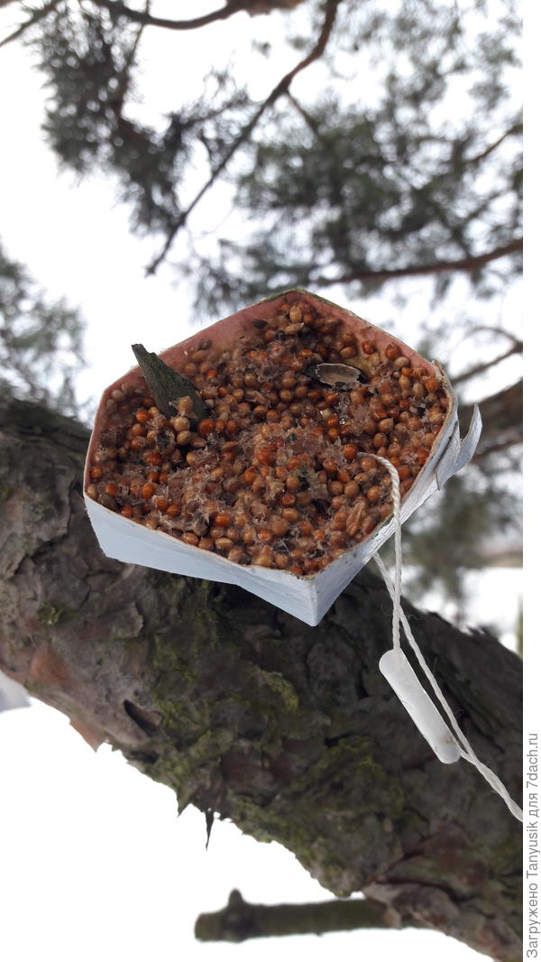 Кстати, корм не замерз. Прекрасно можно нанизать на веточку.