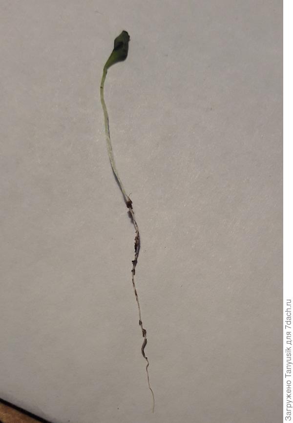 Это черная ножка?