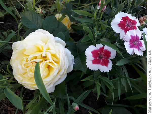Почвопокровная роза Надя и китайская гвоздика Мэри Поппинс